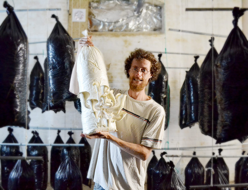 fructification-pleurotes