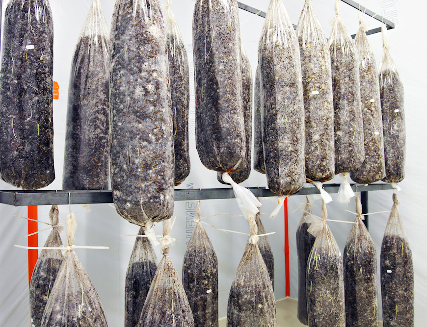 incubation-pleurotes