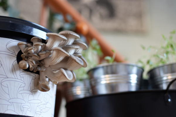 8. Harvest your mushrooms