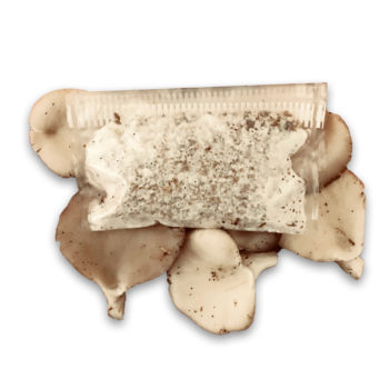 Refill Fungi Pop - Mycelium