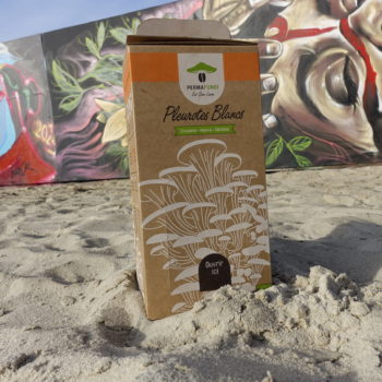 Kit de pleurotes blancs